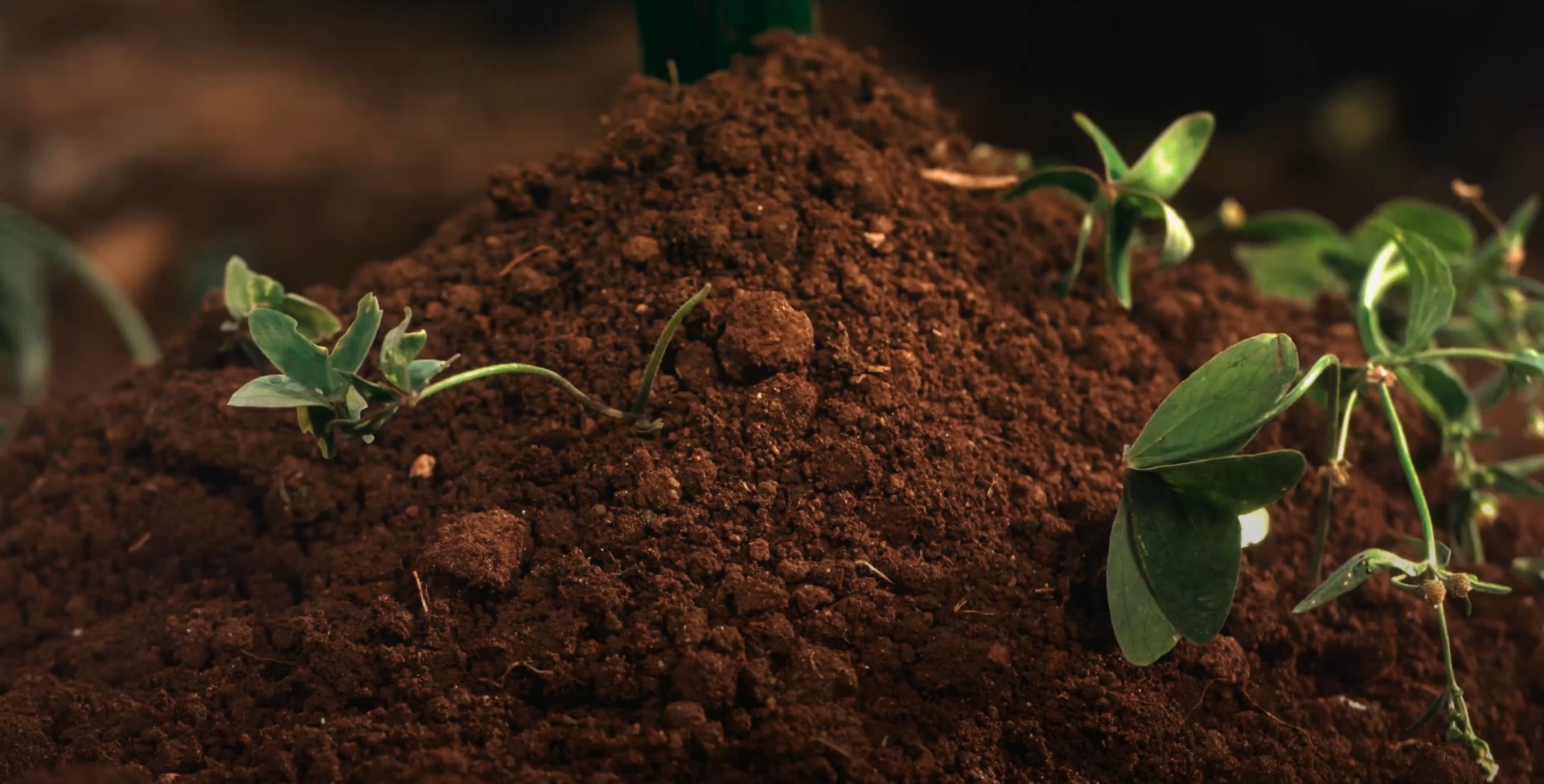 CAFS Video Thumbnail